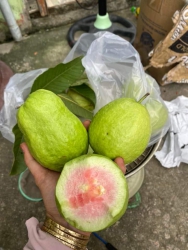 ch tại Quảng Nam