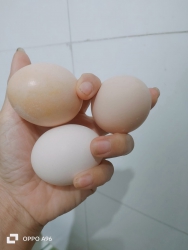 Trứng Gà Nòi, Gà Ta, Vịt Cỏ Đồng Tươi Sống tại Quảng Nam