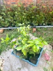 Cần thanh lý hàng trăm cây mai tại Quảng Nam