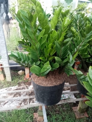 79 GARDEN SCENE tại Quảng Nam