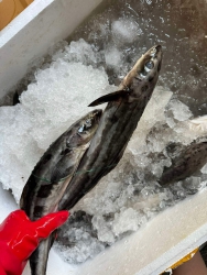 Bán Cá Bớp và Cá Lênnn Tươi Ngon tại Quảng Nam