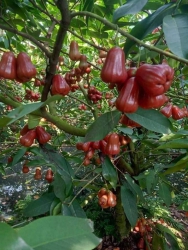 Mận đỏ an phước tại Quảng Nam