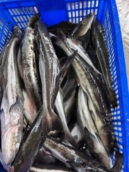 GHE MỚI LÊN ĐƯỢC ÍT CÁ BỚP SIZE NHỎ EM BÁN NHANH tại Quảng Nam