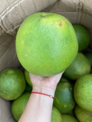 Quả bưởi da xanh Bến Tre ngon tuyệt vời tại Quảng Nam