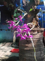 n lô đất Bồ Mưng 1 Điện Thắng Bắc tại Quảng Nam