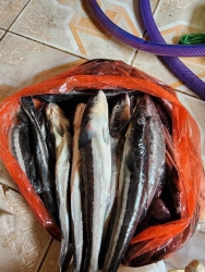 CỨU CỨU HỒ Giúp mn ơi tại Quảng Nam