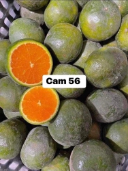 SOS - Ngày mai bước vào đợt nắng nóng, chắc chắn sẽ cháy cam. Không lấy cam báo sớm giúp em để chia đơn tại Quảng Nam