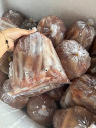 Mực dâu biển tươi căng, rẻ 45k/1kg tại Quảng Nam