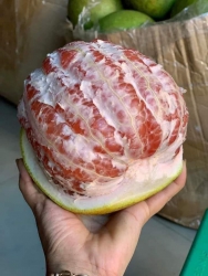 Bưởi lão 81 hàng ngọt tại Quảng Nam