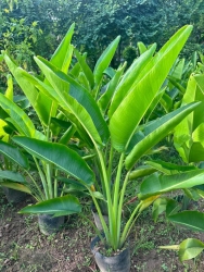 Chuối rẻ quảnt vườn em sẵn nhiều lắm ạ tại Quảng Nam