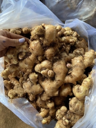 Gừng mức e sẵn số lượng nhiều, sỉ từ 5kg tại Quảng Nam