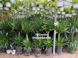 t tài lên chậu như hoàng hậu lên ngôi tại Quảng Nam