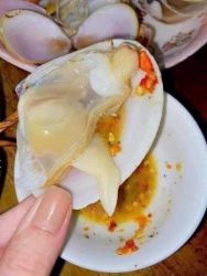 Big healthy and fresh snails, Ngao tím to, Milk oysters with fat shell tại Quảng Nam