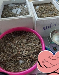 Tôm đất tự nhiên tươi ngon, giao tận nhà tại Quảng Nam