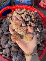 Sò kim cương tại Quảng Nam