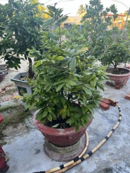 Kẹt tiền bán mai đọt xanh tại Quảng Nam