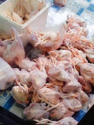 E còn 6 gà tre và 10 gà tre loại 1 con, e miễn ship tại Quảng Nam