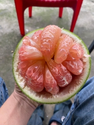 Bưởi vỏ hén mỏng loé siêu ngon nha tại Quảng Nam