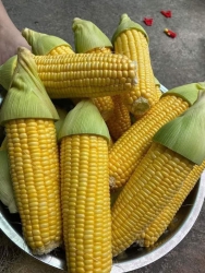 Bắp Mỹ tại Quảng Nam
