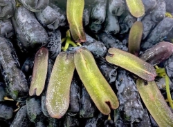 Nho Móng Tay Úc Chất Lượng - Giá Rẻ tại Quảng Nam