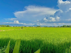 Chào bán lô Điện Phương view cánh đồng lúa mát mẻ tại Quảng Nam