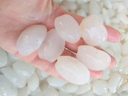 Hạt đác tươi Chỉ tại Quảng Nam