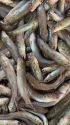 Cá bống Thuê Lớn - Cá Ni Kho Khô Um Nghệ tại Quảng Nam