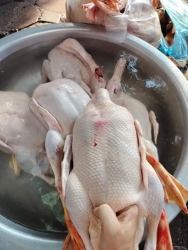 Vịt thả đồng tại Quảng Nam
