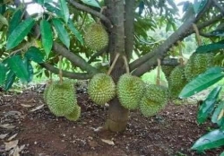 Cây giống Sầu riêng thái tại Quảng Nam