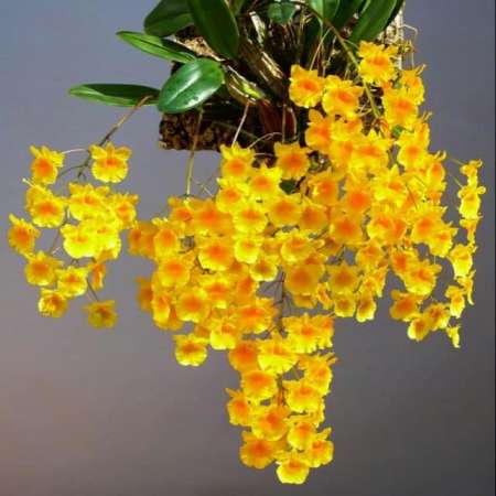 Hàng mới về xanh tươi . Mầm non chi chít .mọi người ủng hộ ạ  tại Quảng Nam