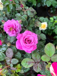 Hong ngoai em tiep tuc ve tại Quảng Nam