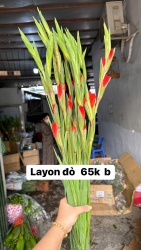 Hoa tươi mới tại Quảng Nam