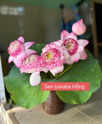 Sen dâng hương mùng 1 tại Quảng Nam