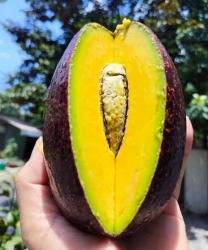 Chưa ăn được bơ Cuba đời không nể tại Quảng Nam