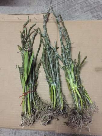 NAY E CÓ LAN RỪNG LONG TU ĐÁ HOA TÍM KHÁCH NHÉ tại Quảng Nam