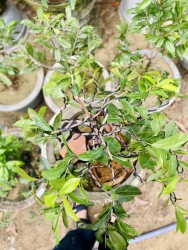 Cần bán một số cây như trong hình tại Quảng Nam