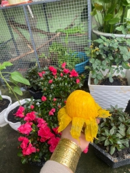 ch ngày mai tại Quảng Nam