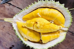 c loại sầu siêu ngon tại Quảng Nam