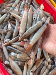 Mai Chủ Nhật, Cuối Tuần, Giao Hàng Sớm, Mực Dâu Tươi và Chả Cá Lý Sơn tại Quảng Nam