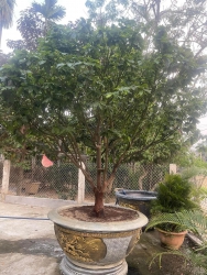 Đọt Xanh rịn Quảng Nam tại Quảng Nam