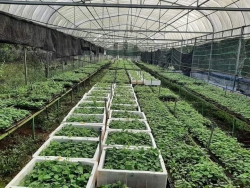 Vườn mở bán cây giống sương sâm tại Quảng Nam