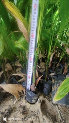 Sẵn cây giống cây ăn trầu tại Quảng Nam