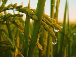 Bán Nhà Phố Điện Nam Đông tại Quảng Nam