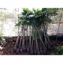 Cây giống Sa Kê tại Quảng Nam