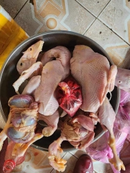 Vịt cuối bầy rọt lại mấy con nhỏ tại Quảng Nam