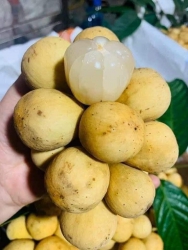 Bán bòn bon thái giá hạ nhiệt tại Quảng Nam