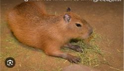 Bán lô đất Phường Điện An, Quảng Nam Diện tích 260m Đường bê tông 4m Vị trí cách DT609 khoảng 150m tại Quảng Nam