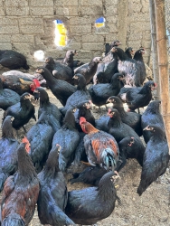 Vườn có gà chọi chân đen và minh dư tại Quảng Nam