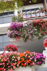 Hoa treo rũ đẹp ngôi nhà bạn tại Quảng Nam