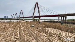 Làng Đào Nhật Tân - Tan Hoang Sau Lũ Lịch Sử, Tết Năm Nay - Không Biết Còn Đào Nhật Tân  tại Quảng Nam